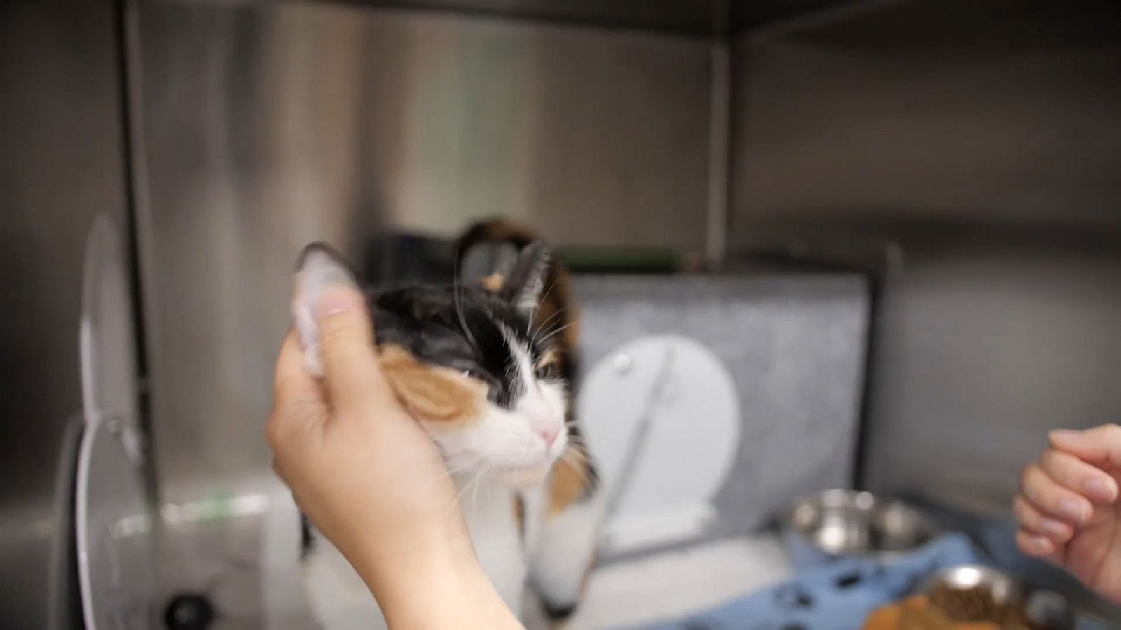 VIDEO: PAWS Chicago unveils largest hospital in U.S. for homeless pets