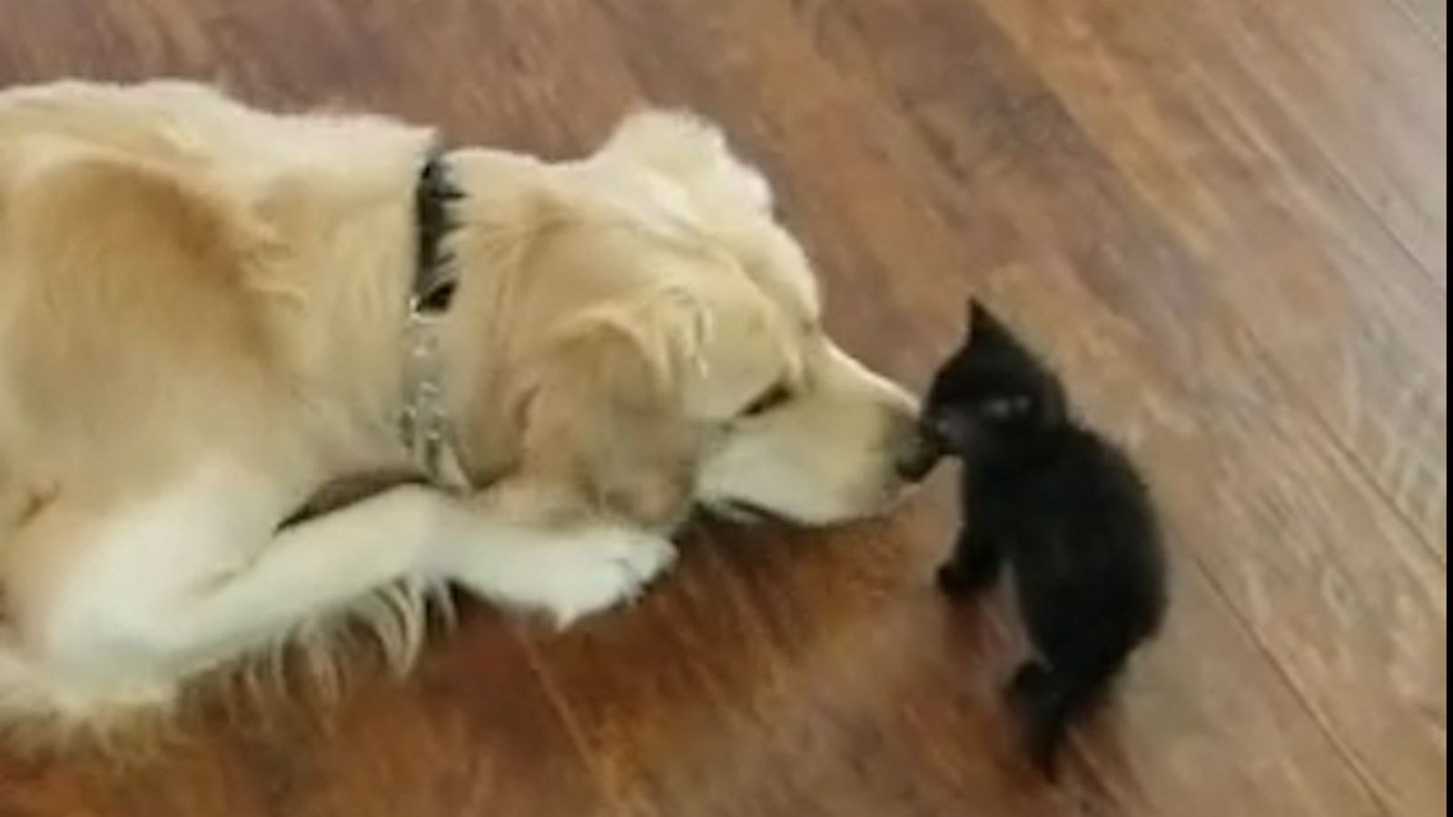 VIDEO: Golden retriever tries to be kitten's fur-riend