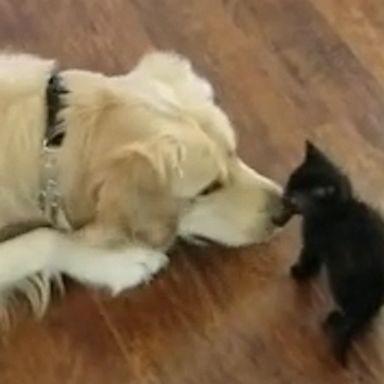 VIDEO: Golden retriever tries to be kitten's fur-riend