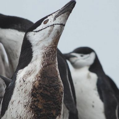 VIDEO: How penguins are being affected by climate change in Antarctica 