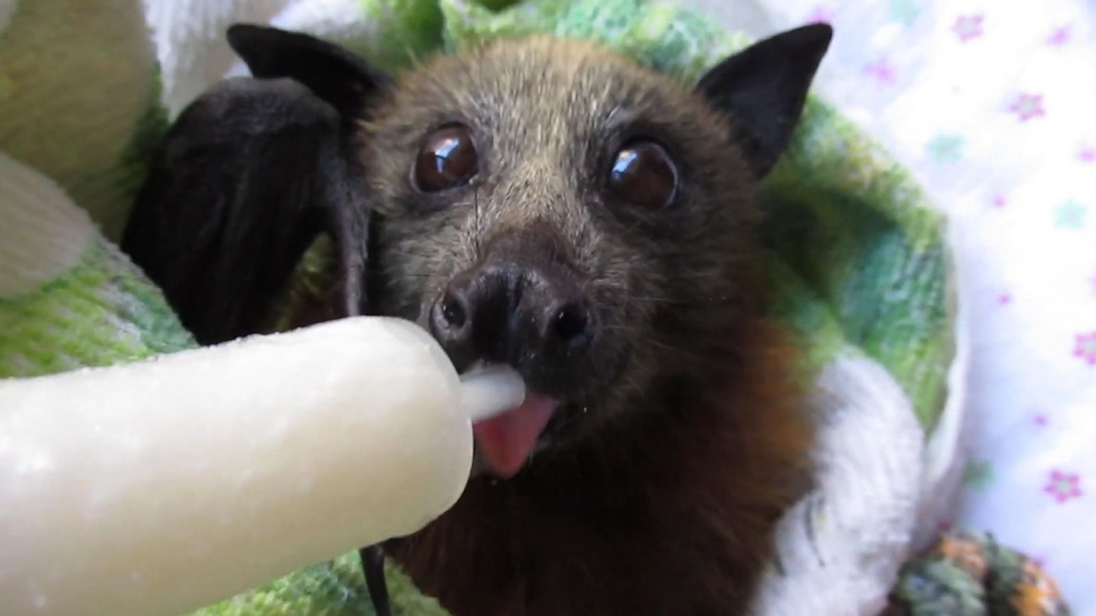 VIDEO: Bat rescued from barbed wire enjoys a smoothie in recovery