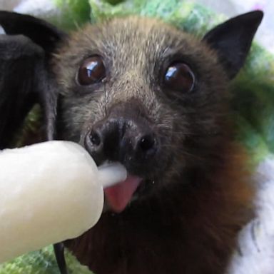 VIDEO: Bat rescued from barbed wire enjoys a smoothie in recovery 