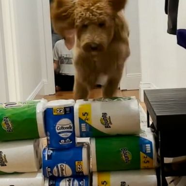 VIDEO: This dog nails the jumping toilet paper challenge 