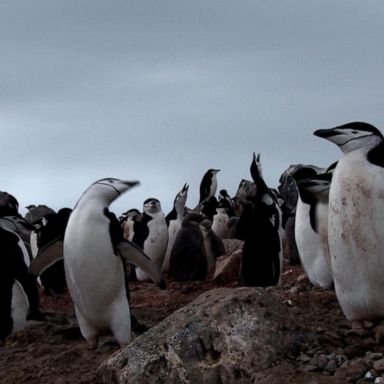 VIDEO: ‘GMA’ encounters windstorm, penguins en route to Antarctica