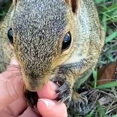 VIDEO: Too cute, friendly rescue squirrel holds former caretaker's hand 