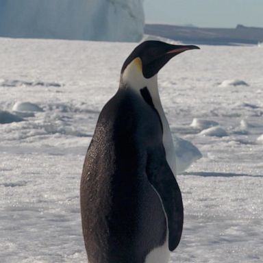 VIDEO: 'GMA' encounters Antarctica's majestic creatures