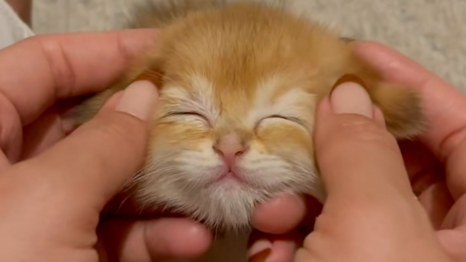 VIDEO: This kitten has a better self-care routine than we do