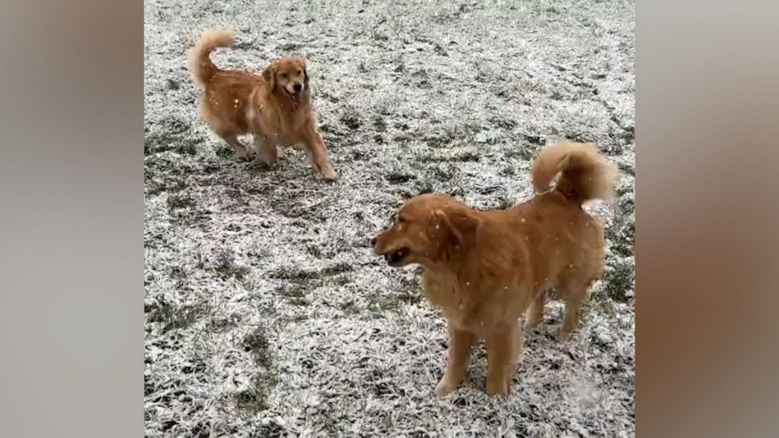 VIDEO: These golden retrievers joy for snow is contagious