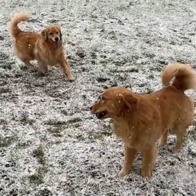 VIDEO: These golden retrievers joy for snow is contagious 