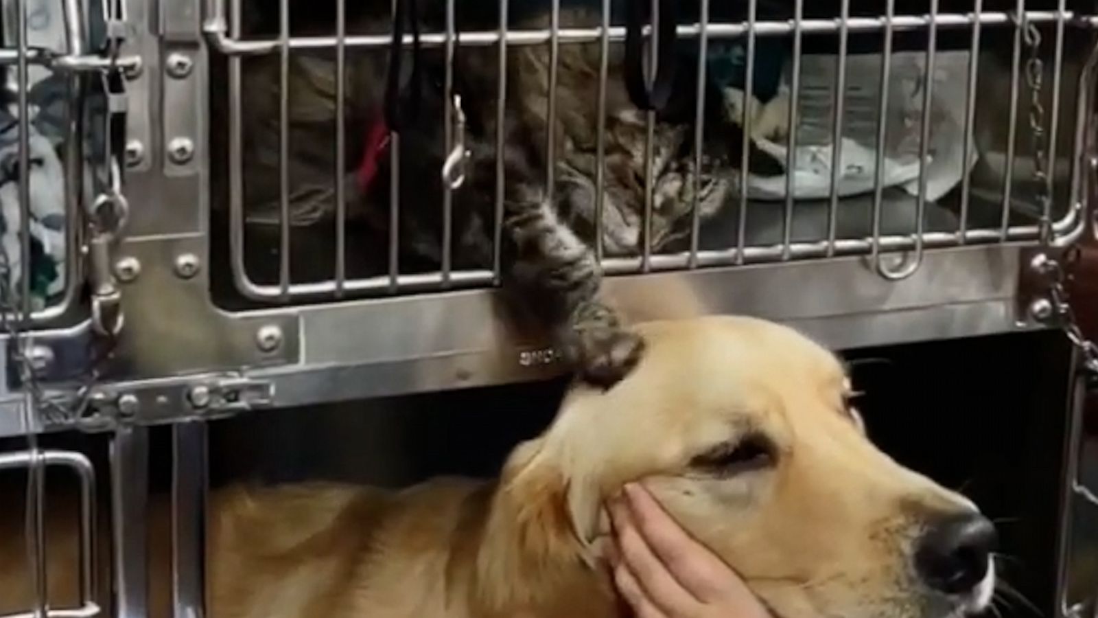 VIDEO: Sweet cat comforts dog during visit to the vet