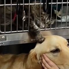 Sweet cat comforts dog during visit to the vet 
