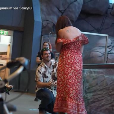 VIDEO: Surprise proposal during aquarium show in Australia