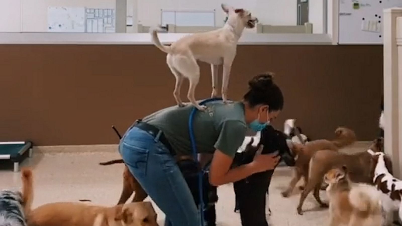 VIDEO: Acrobatic dog jumps on doggie daycare trainer’s back