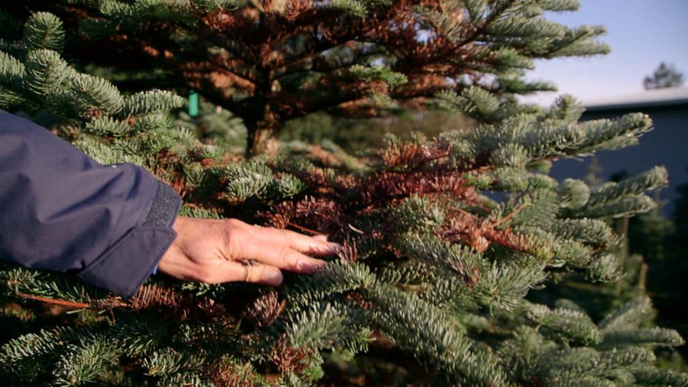 Christmas Trees Could Be Harder To Find This Year | GMA