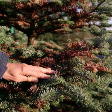 VIDEO: Christmas trees could be harder to find this year