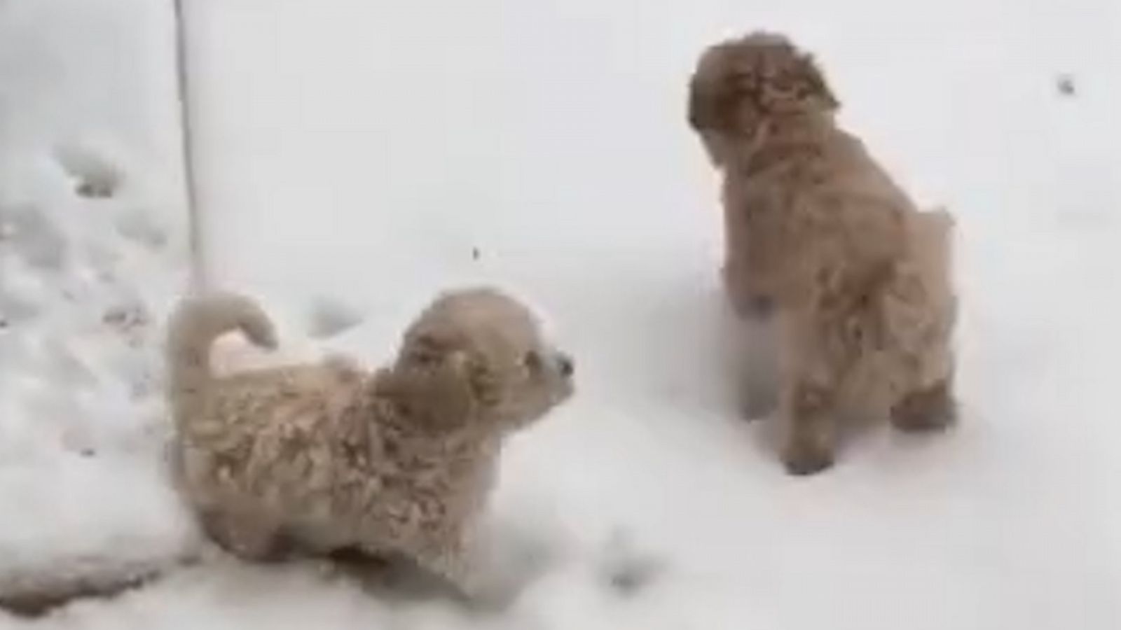 VIDEO: These adorable puppies are loving the Texas snow