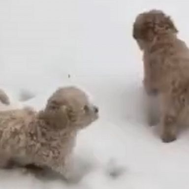 VIDEO: These adorable puppies are loving the Texas snow 