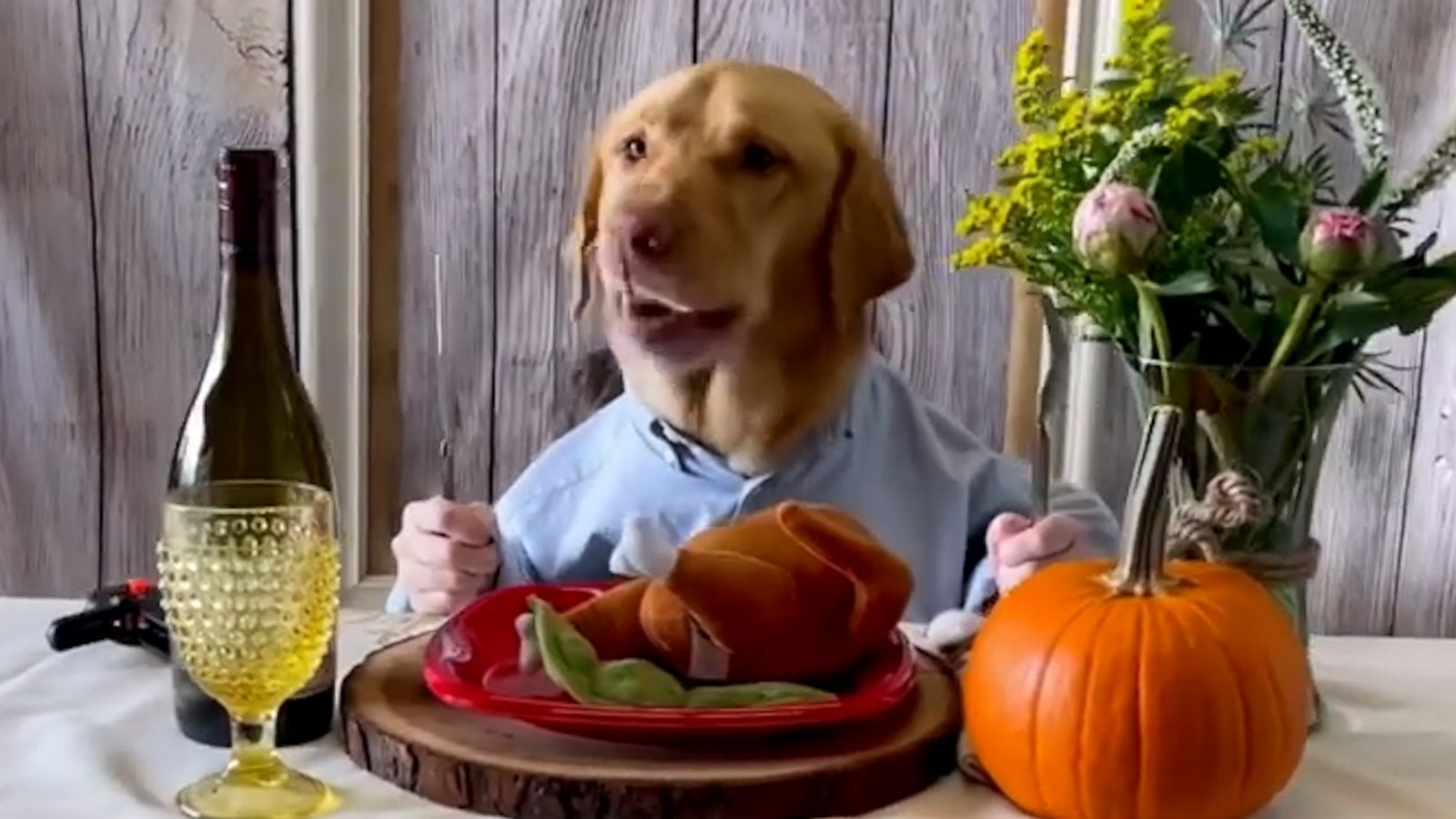 VIDEO: Wag central dresses up dogs for Thanksgiving