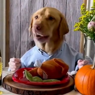 VIDEO: Wag central dresses up dogs for Thanksgiving 