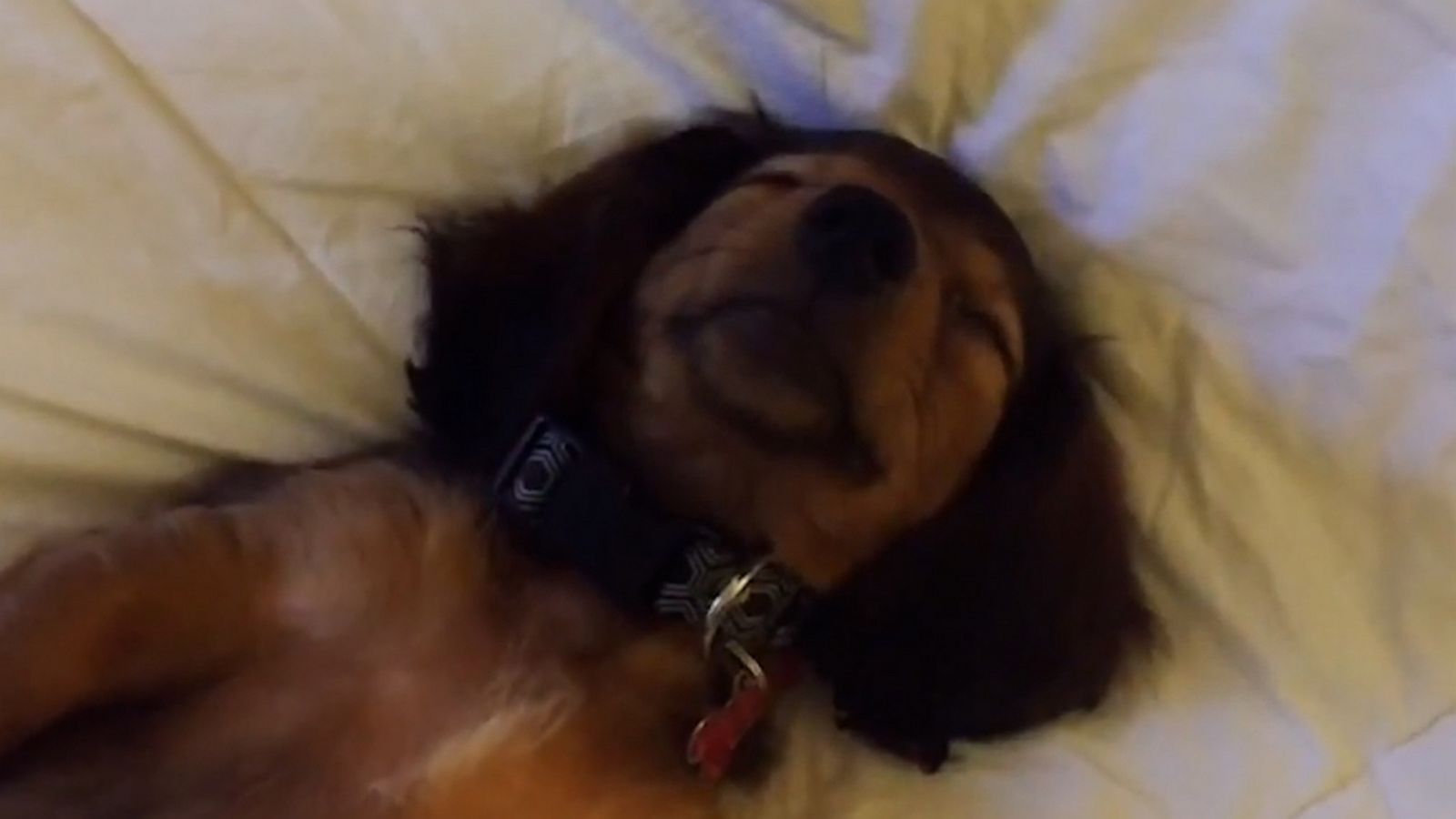 VIDEO: Puppy kicks while enjoying peaceful nap