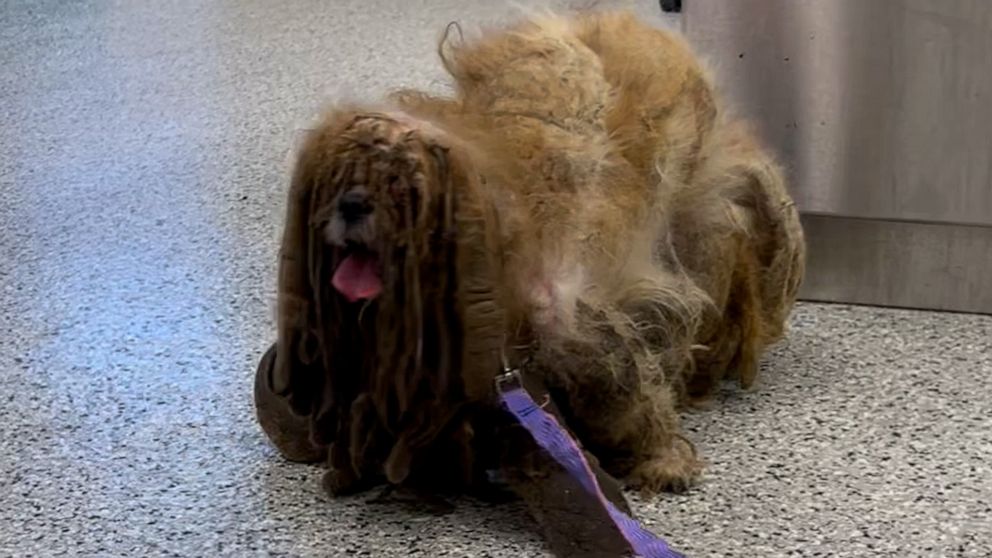 VIDEO: Matted Dog has an incredible transformation haircut 