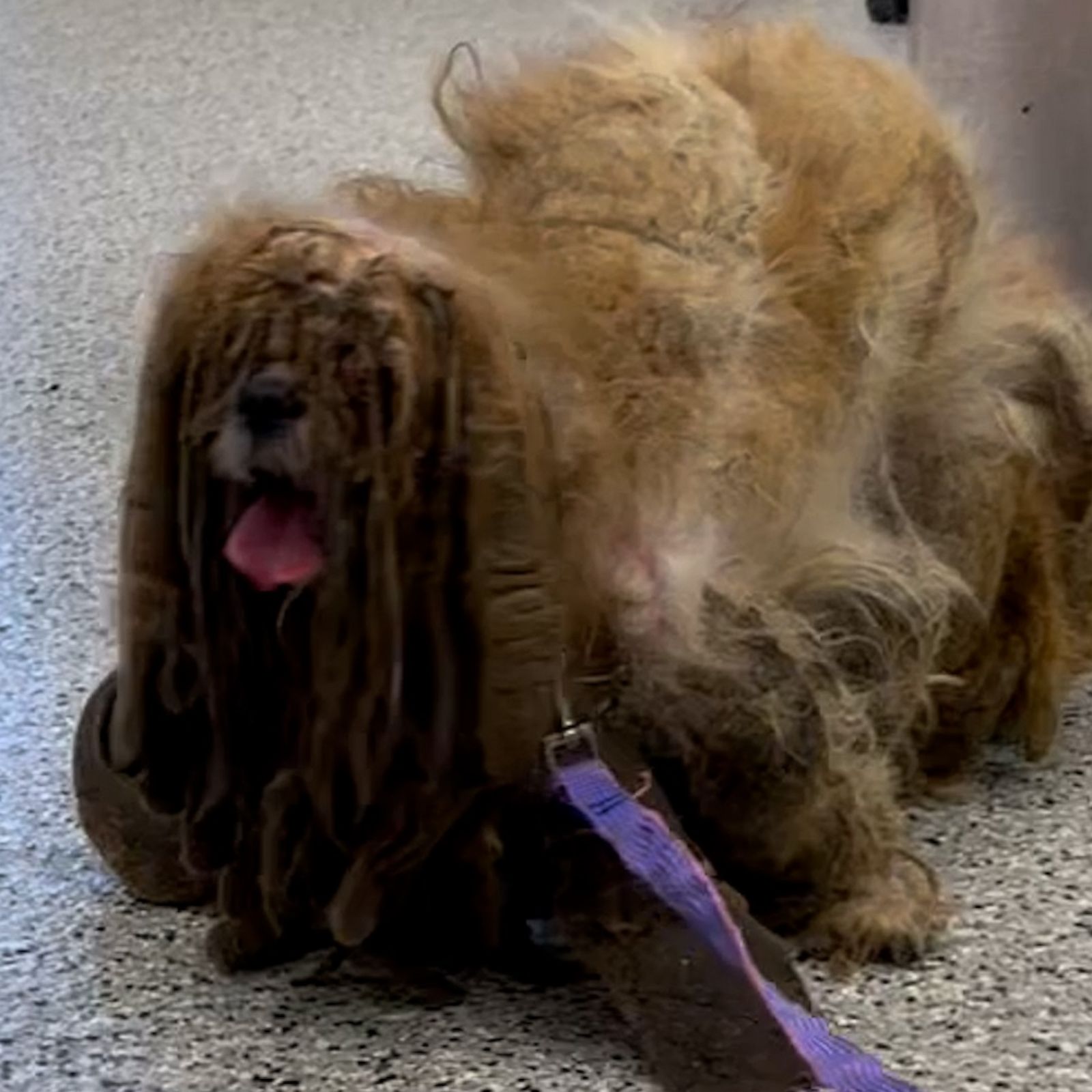 Matted Dog Fur
 Video Dog with severely matted hair s adopted after stunning haircut