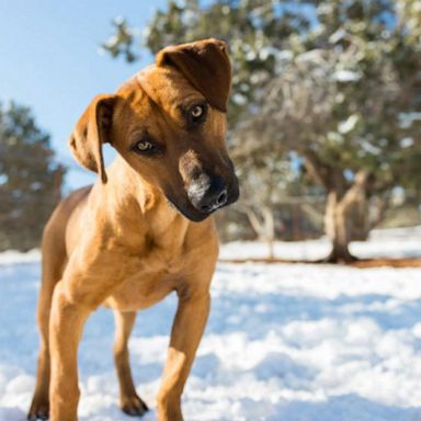 VIDEO: Why Giving Tuesday is so important to Utah animal shelter, other nonprofits 