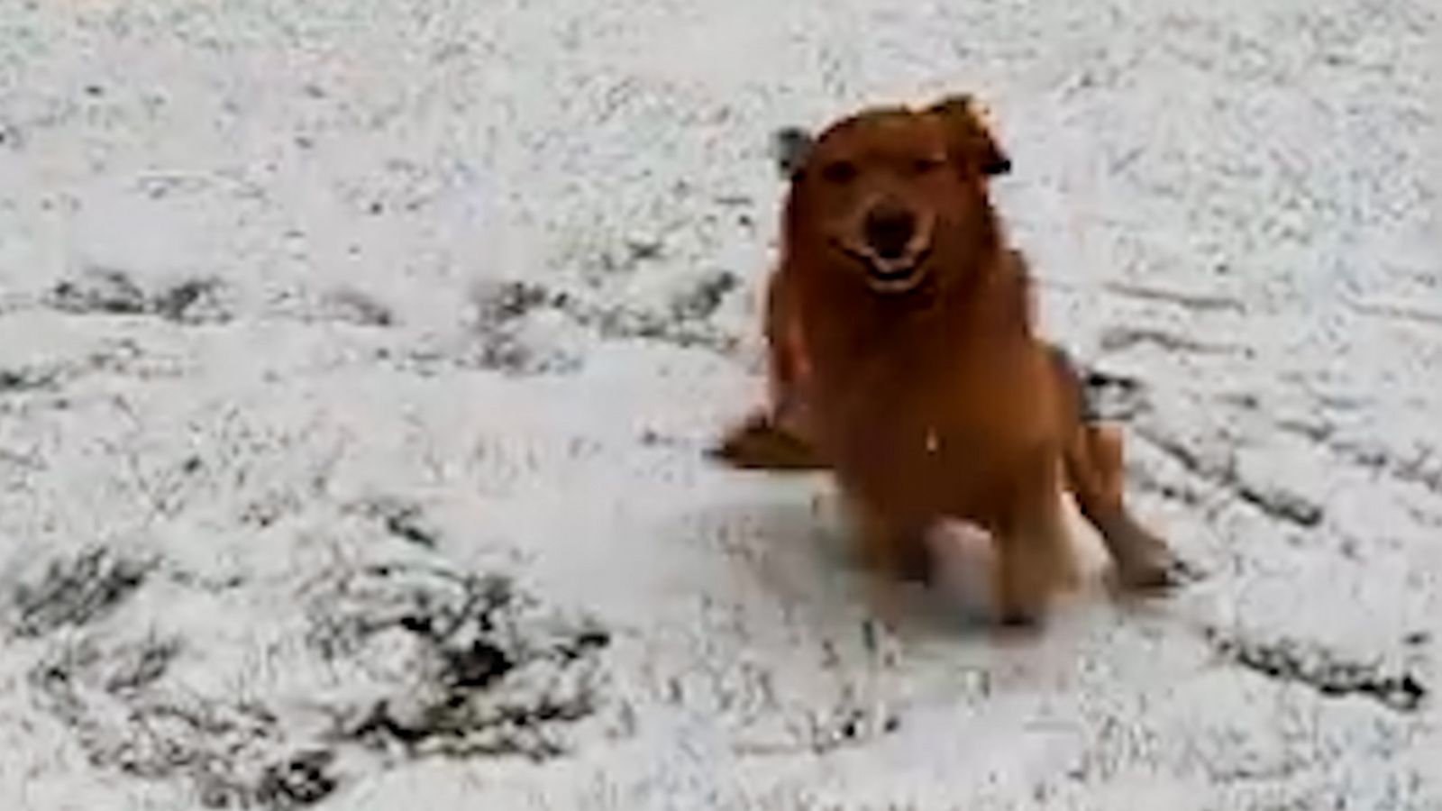 VIDEO: This dog is us the moment it starts snowing