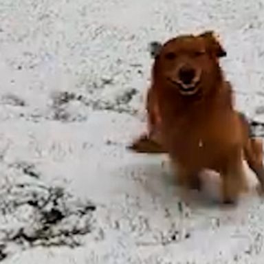 VIDEO: This dog is us the moment it starts snowing