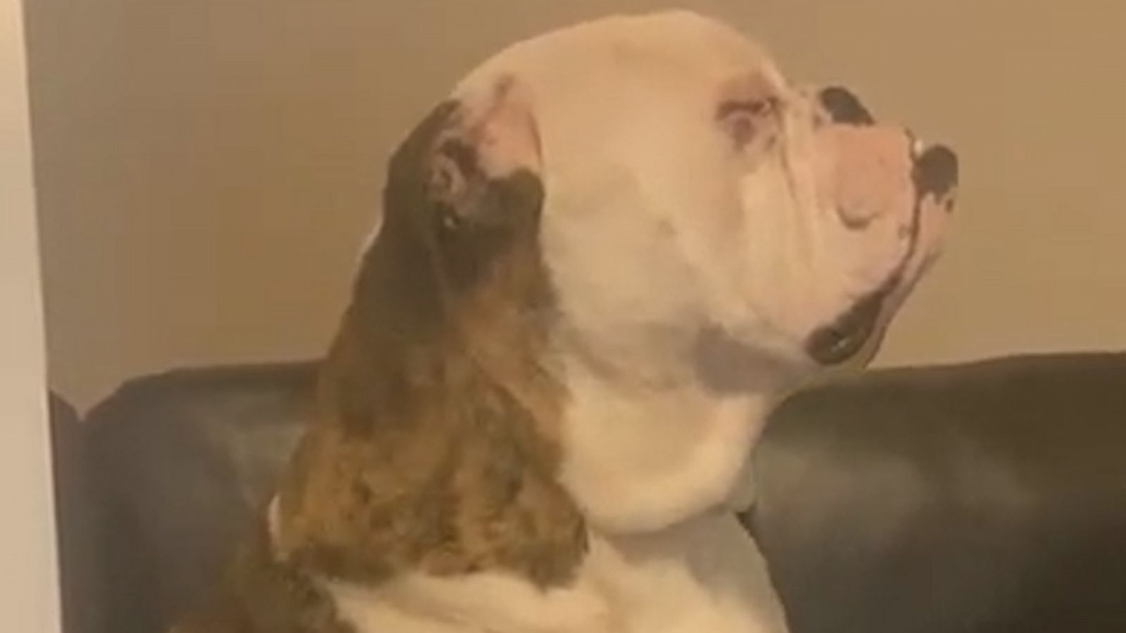 VIDEO: This dog is us on Monday's