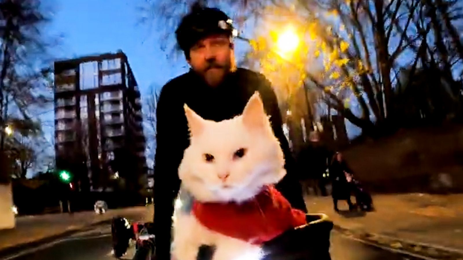 VIDEO: Feline free: London cyclist takes cat for a ride