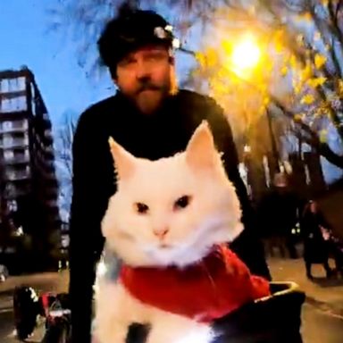 VIDEO: Feline free: London cyclist takes cat for a ride