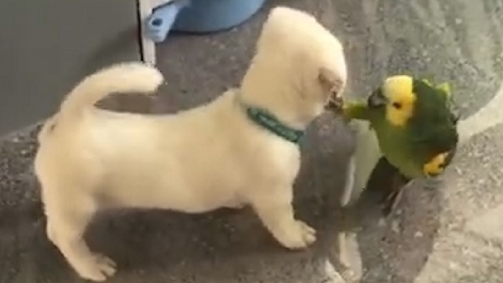 VIDEO: This puppy and parrots bonding session is sure to make you smile