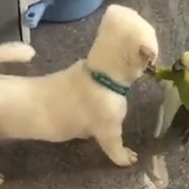 VIDEO: This puppy and parrots bonding session is sure to make you smile