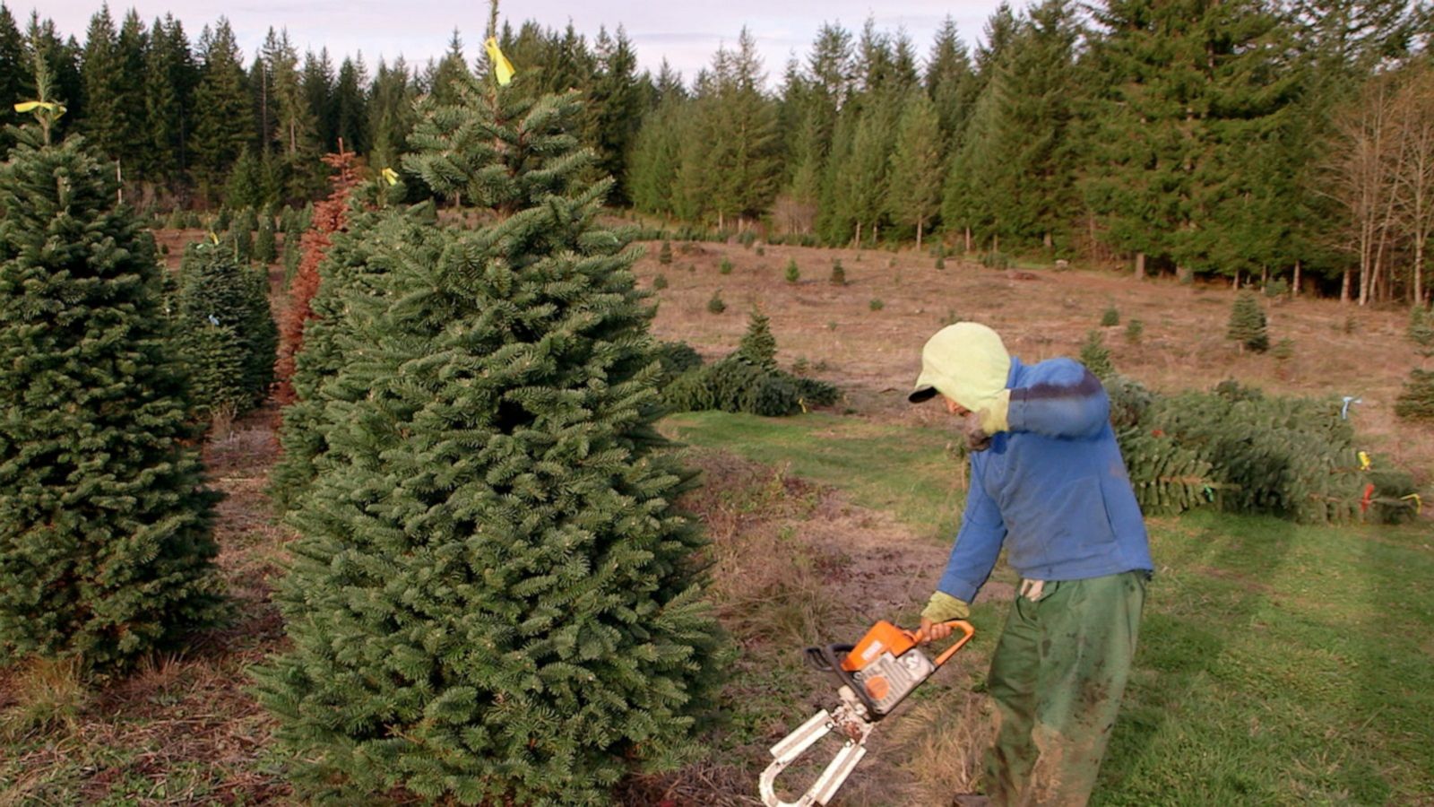 VIDEO: How climate change is shaping the future of Christmas trees