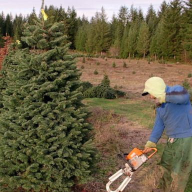 VIDEO: How climate change is shaping the future of Christmas trees