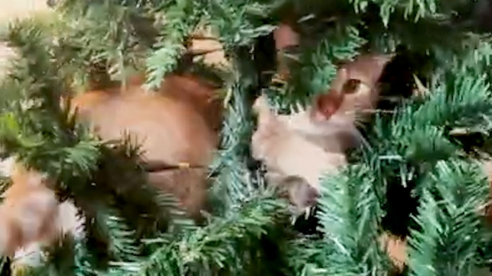 VIDEO: Chonky cat turns a Christmas tree into a bed