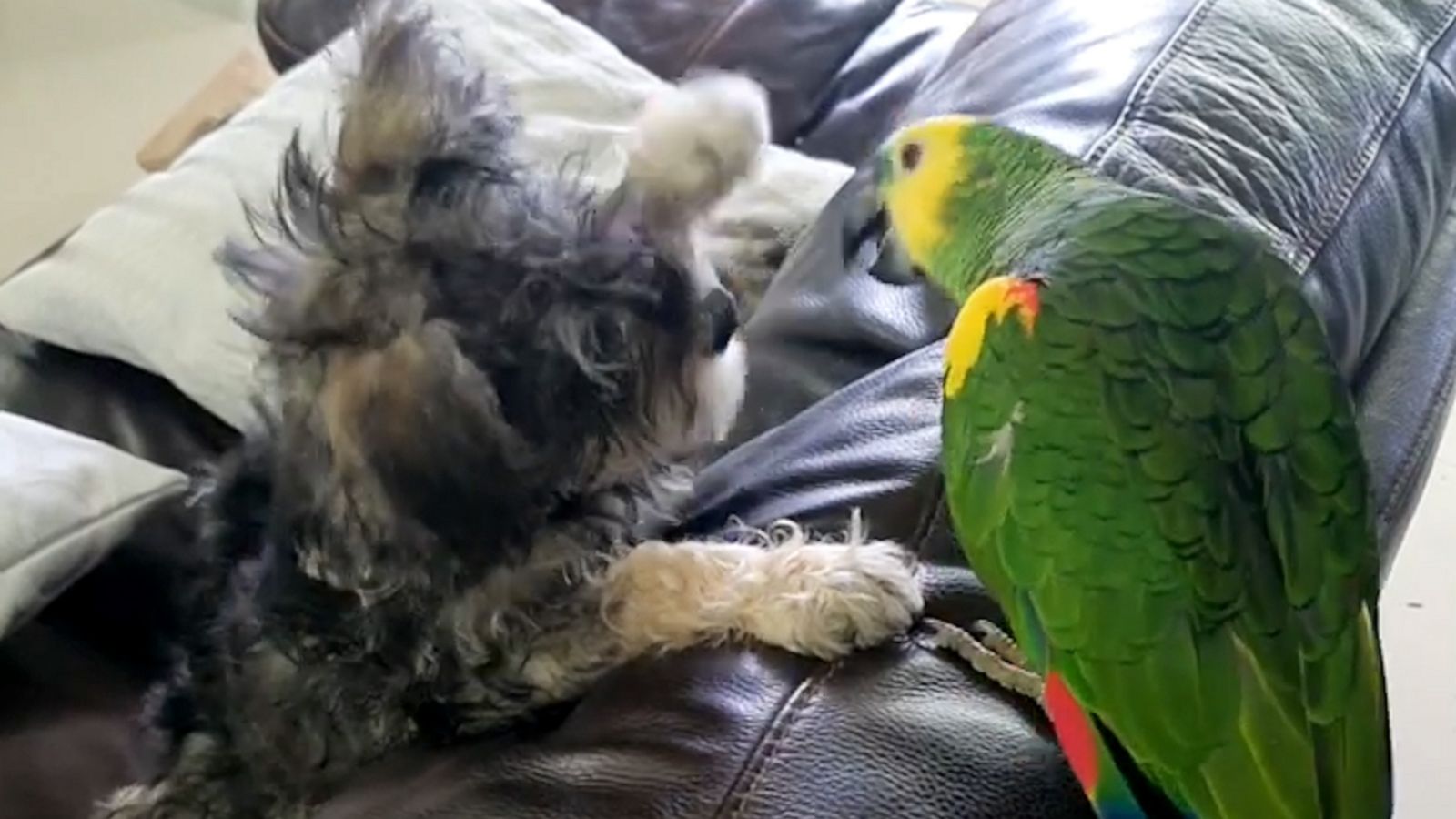 VIDEO: Patient parrot plays with pesky schnauzer pup