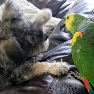 VIDEO: Patient parrot plays with pesky schnauzer pup