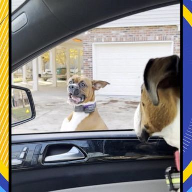 VIDEO: 'Bouncing' dog hilariously walks alongside car