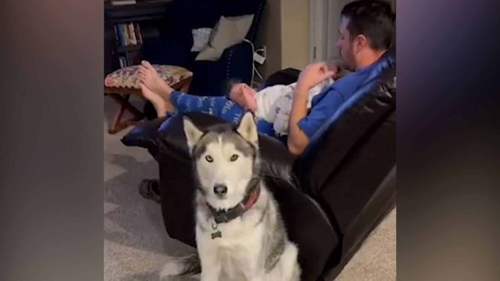 VIDEO: Husky is not thrilled with being a big brother to owner’s newborn