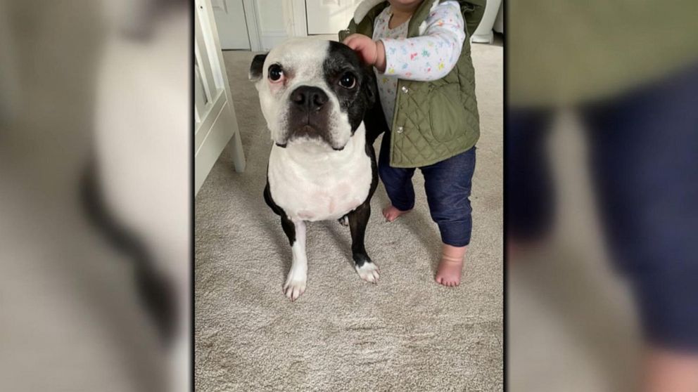 VIDEO: ‘Hero’ dog helps save baby’s life