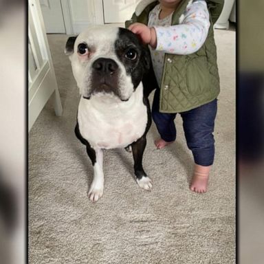 VIDEO: ‘Hero’ dog helps save baby’s life