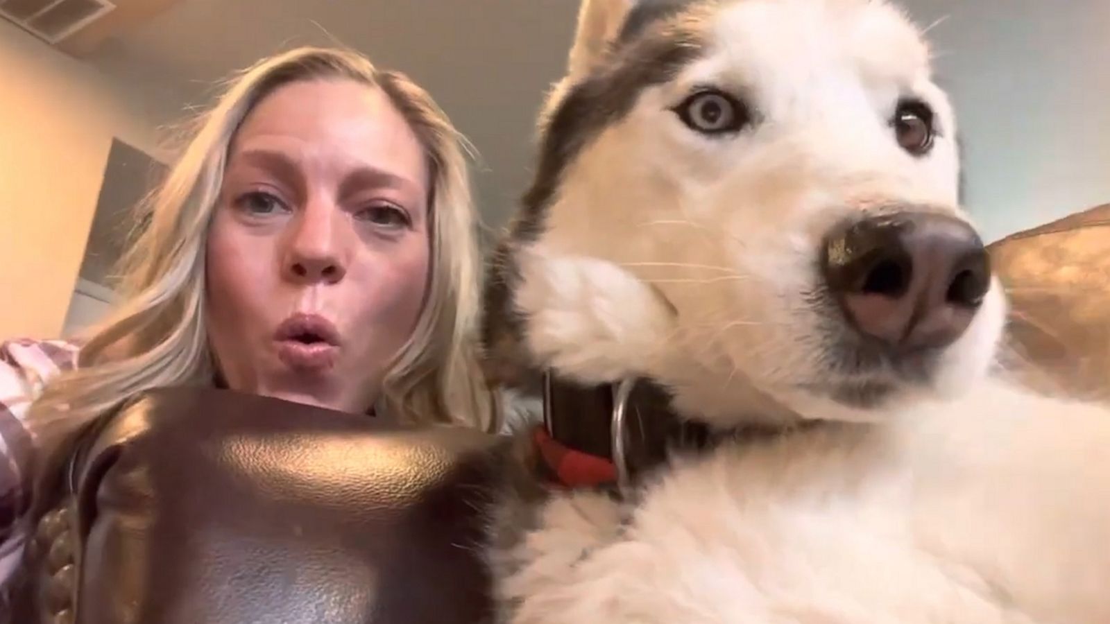 VIDEO: Husky pushes owner’s camera away