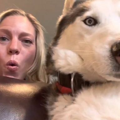 VIDEO: Husky pushes owner’s camera away