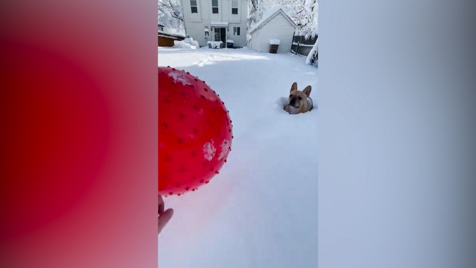 VIDEO: Ball-obsessed pup won't let snow get in its way is our motivation for the new year