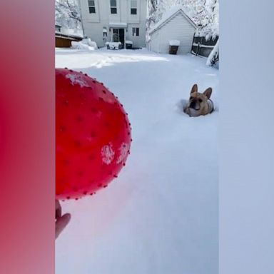 VIDEO: Ball-obsessed pup won't let snow get in its way is our motivation for the new year