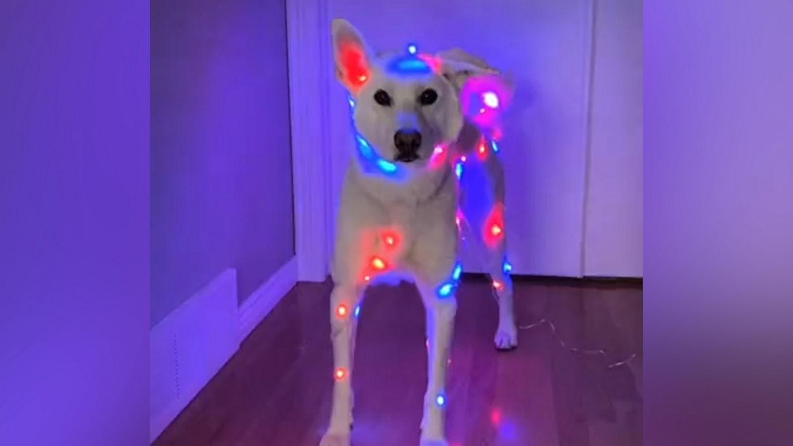 VIDEO: Rescue dog glows with holiday spirit