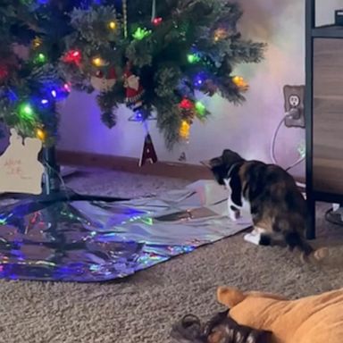 VIDEO: Tin foil hack helps keep cats away from Christmas trees