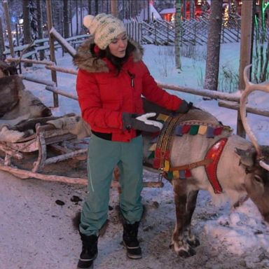 VIDEO: 'GMA' visits Santa's reindeer in the Arctic Circle